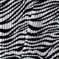 Foto de Calcetines Athletic Zebra Print talla M